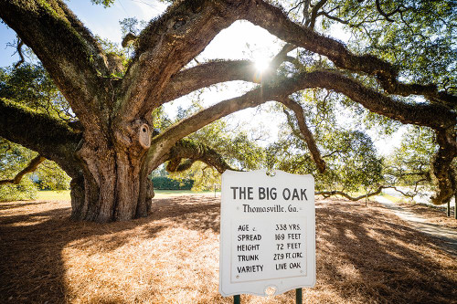 Big Oak 7 Poster Print - Will Malone