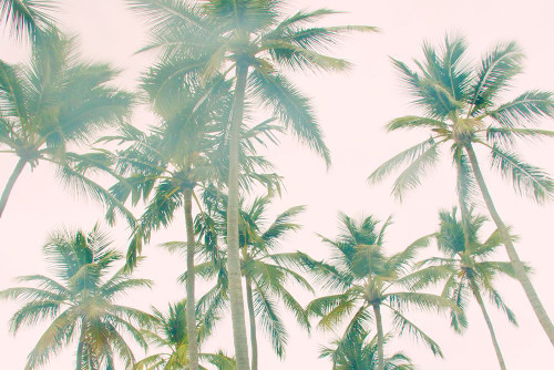 Top Of Palm Island Poster Print - Emily Navas