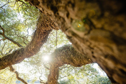 Big Oak 8 Poster Print - Will Malone