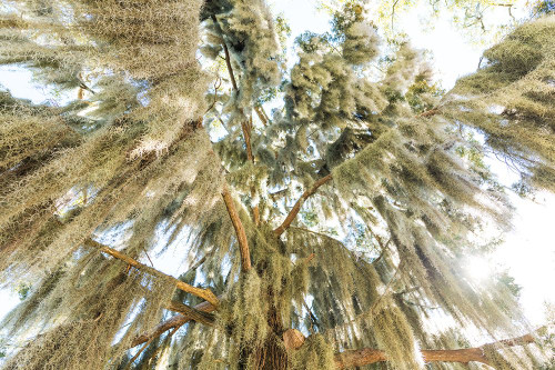 Spanish Moss 3 Poster Print - Will Malone