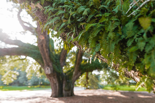 Big Oak 2 Poster Print - Will Malone