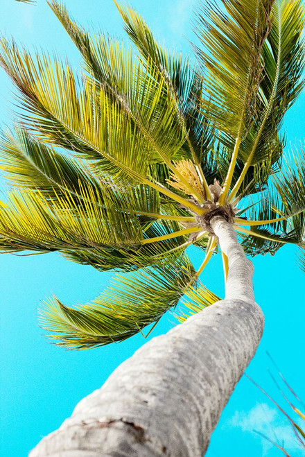 Tropical Winds Poster Print - Emily Navas