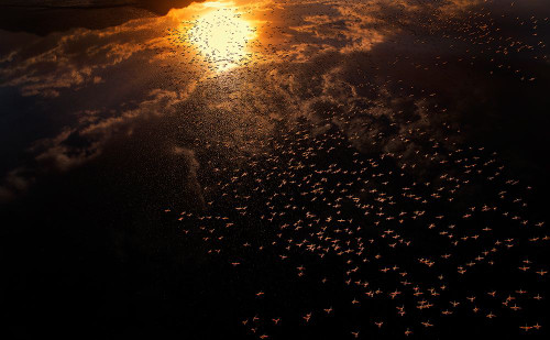 Late flying Poster Print - Phillip Chang