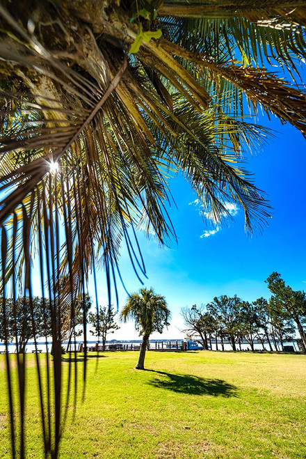 Palm Park Poster Print - Will Malone