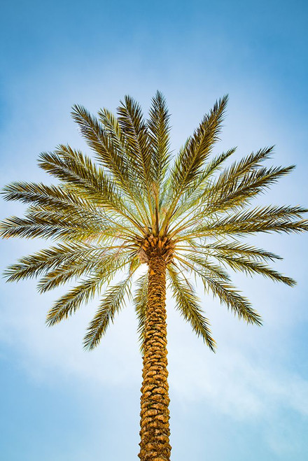 Glowing Palms Poster Print - Will Malone
