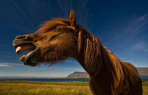 A“ sole mio Poster Print - Torsteinn H. Ingibergsson