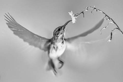 Sunbird in motion Poster Print - Andi Halil