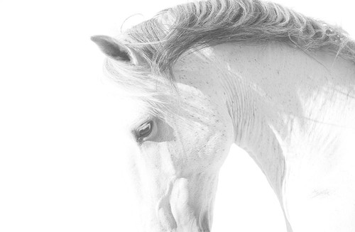 White Horse Poster Print - Carol Walker