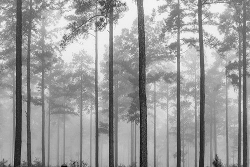 Fog Poster Print - Will Malone