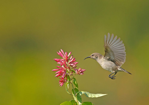 Sunbird Poster Print - Shlomo Waldmann