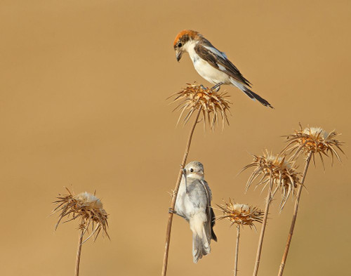 Woodchat Shrike Poster Print - Shlomo Waldmann