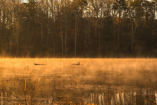 Tired Creek Golden Mist Poster Print - Will Malone
