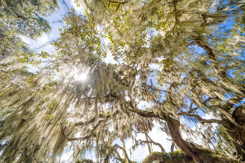 Spanish Moss 2 Poster Print - Will Malone