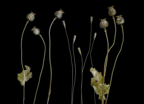 Poppy pods Poster Print - Lotte Gronkjar