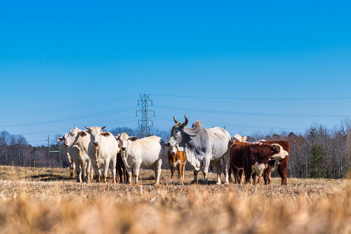 Drawing a Crowd 2 Poster Print - Will Malone