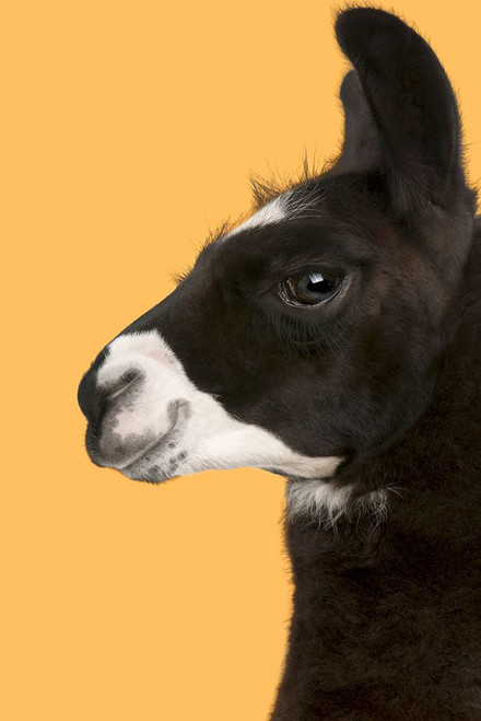 Llama on Orange Poster Print - Studio SEA