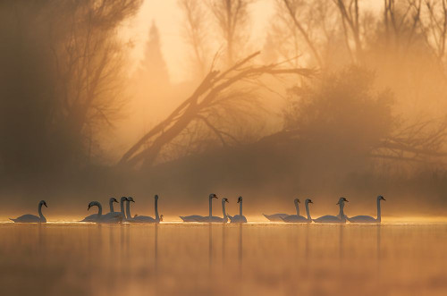 Swans community Poster Print - Judy Tseng