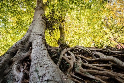 Roots 5 Poster Print - Will Malone