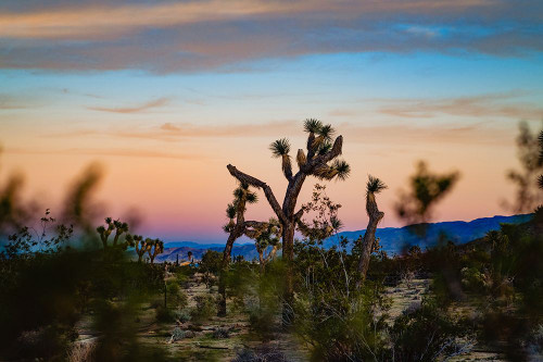 Sunset Dance Poster Print - Will Malone