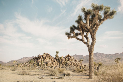 Joshua Tree 3 Poster Print - Studio SEA