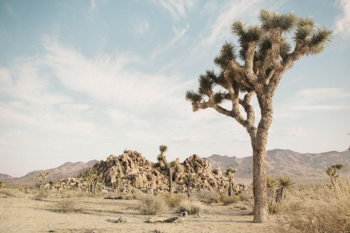 Joshua Tree 3 Poster Print - Studio SEA