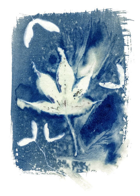 Cyanotype 4 Poster Print - Studios Arabella