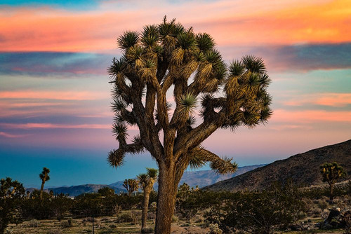 Cotton Candy Tree Poster Print - Will Malone