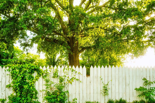 White Pickett Fence Poster Print - Will Malone