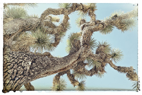 Joshua Tree 2 Poster Print - Studio SEA
