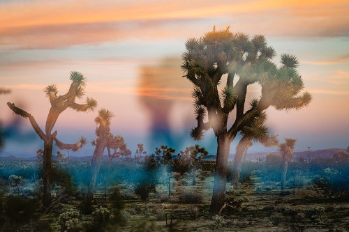 Cotton Candy Mist Poster Print - Will Malone