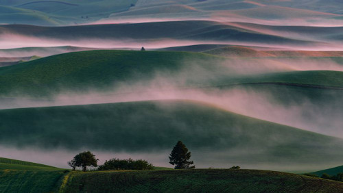 Misty Field Poster Print - Austin