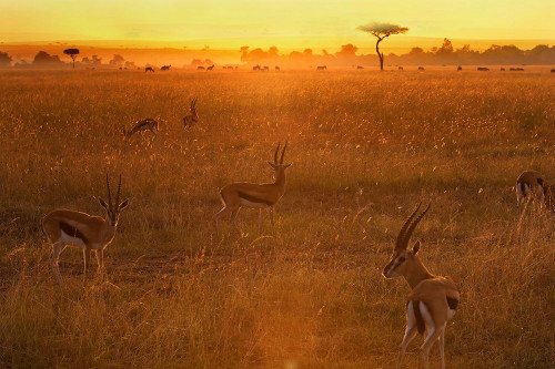 Morning Poster Print - Phillip Chang