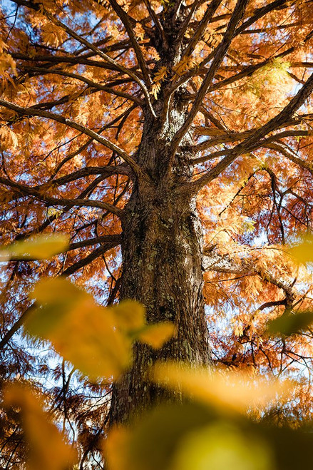 Grand Fall Poster Print - Will Malone