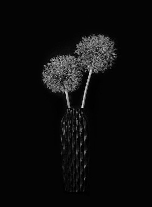 Dry Giant Allium Poster Print - Lydia Jacobs