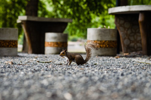 SQUIRRELL Poster Print - Will Malone