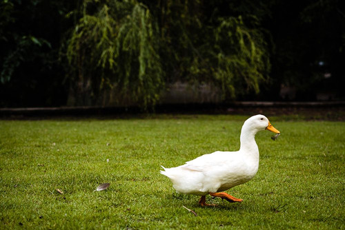 Duck of Lake Ella 5 Poster Print - Will Malone