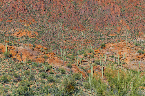 Cactus Mountain 6 Poster Print - Will Malone