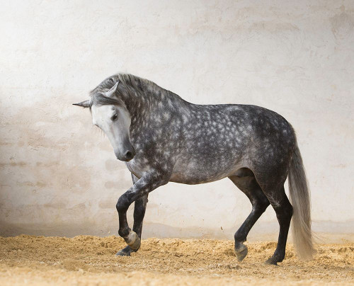 Prancing Horse Poster Print - Carol Walker Prancing Horse Poster Print - Carol Walker