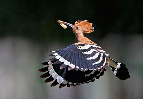 Hoopoe,Feeding.. Poster Print - Shlomo Waldmann