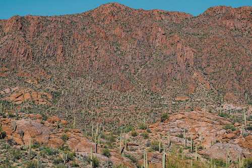 Cactus Mountain 3 Poster Print - Will Malone