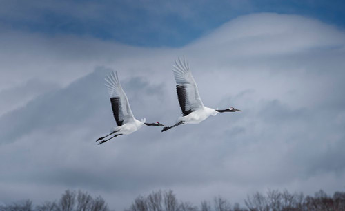 Sandhill in action Poster Print - Larry Deng