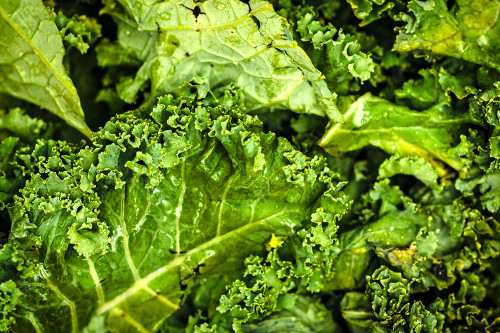 Kale Up Close Poster Print - Will Malone