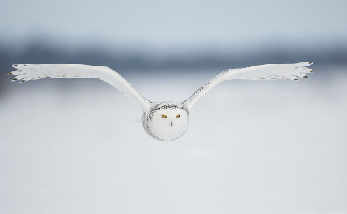 Close to the lens Poster Print - Marco Pozzi