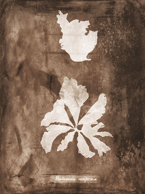 Natural Forms Sepia 9 Poster Print - Studio SEA