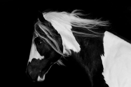 Black And White Stallion Poster Print - Carol Walker