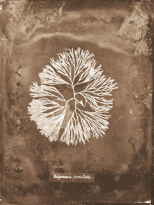 Natural Forms Sepia 6 Poster Print - Studio SEA