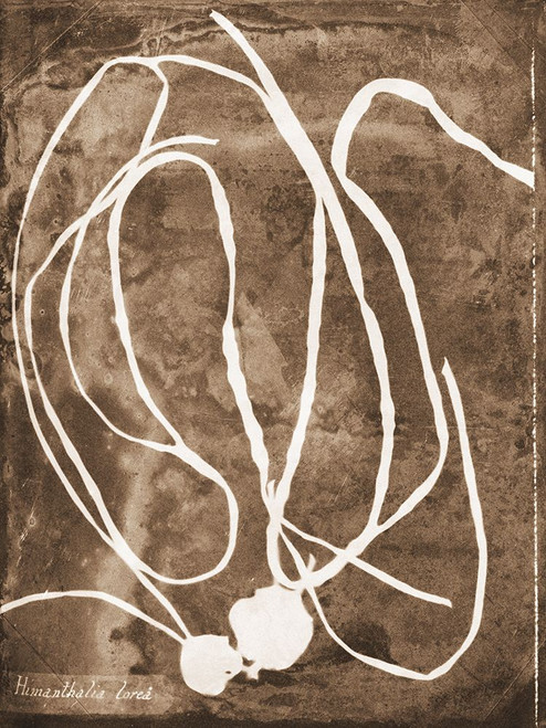 Natural Forms Sepia 5 Poster Print - Studio SEA