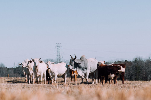 Drawing a Crowd 2 Re-edit Poster Print - Will Malone