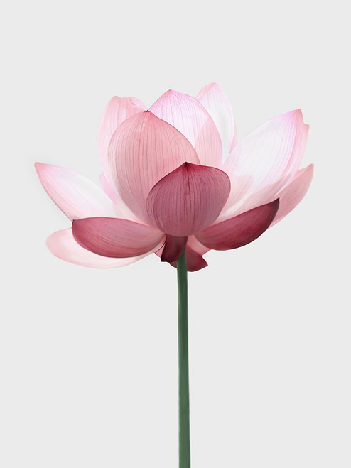 Lotus Flower Poster Print - Kathrin Pienaar