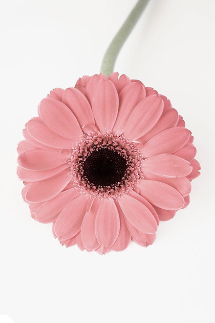 Pink Gerbera II Poster Print - Kathrin Pienaar